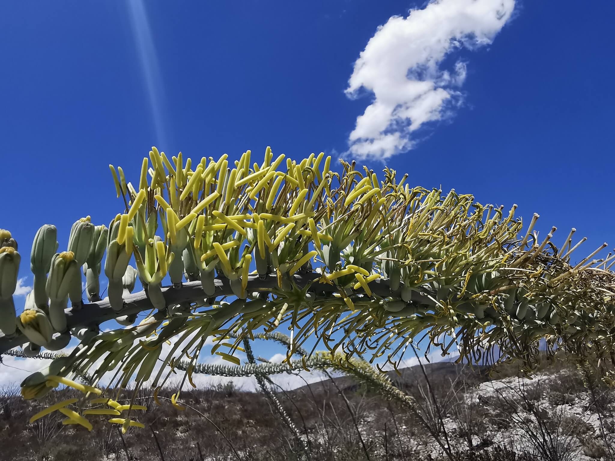 Agave lechuguilla